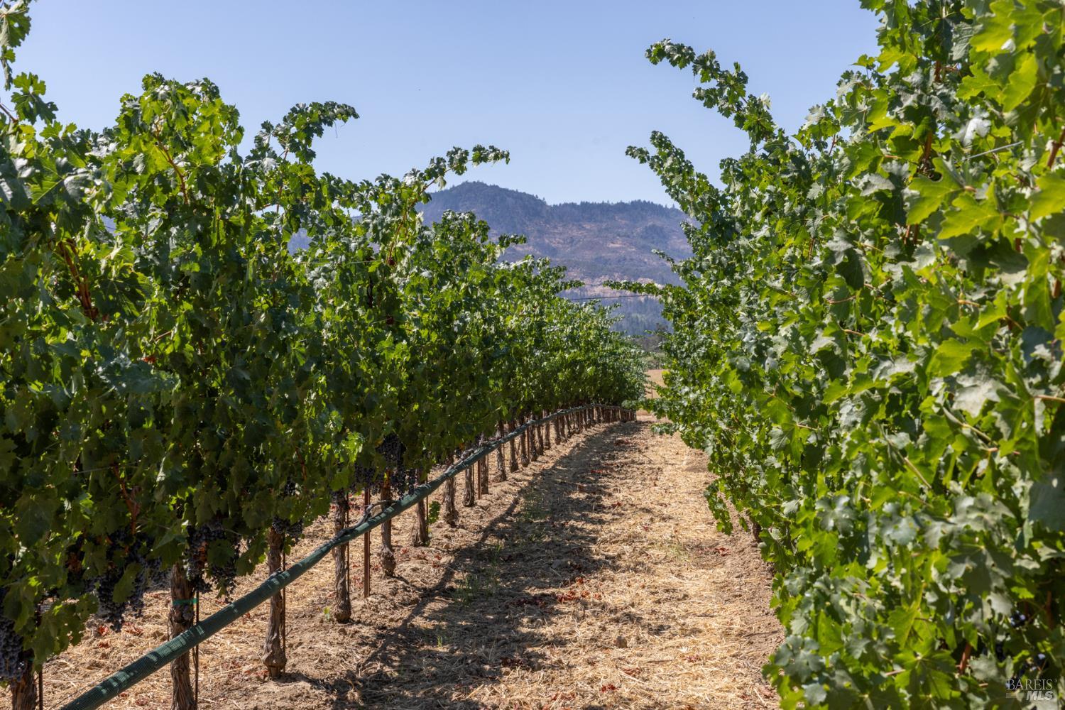 0 Aetna Springs Lane Pope Valley CA 94567