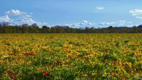 8983 W Dry Creek Road Healdsburg CA 95448