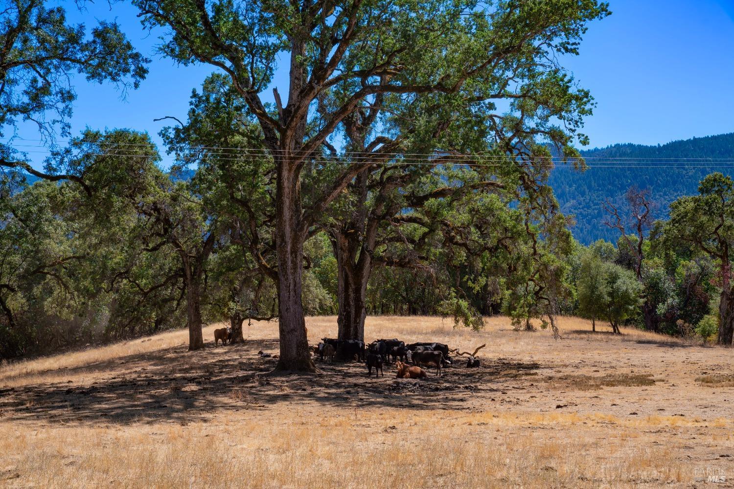 58380 Ca-162 Covelo CA 95428