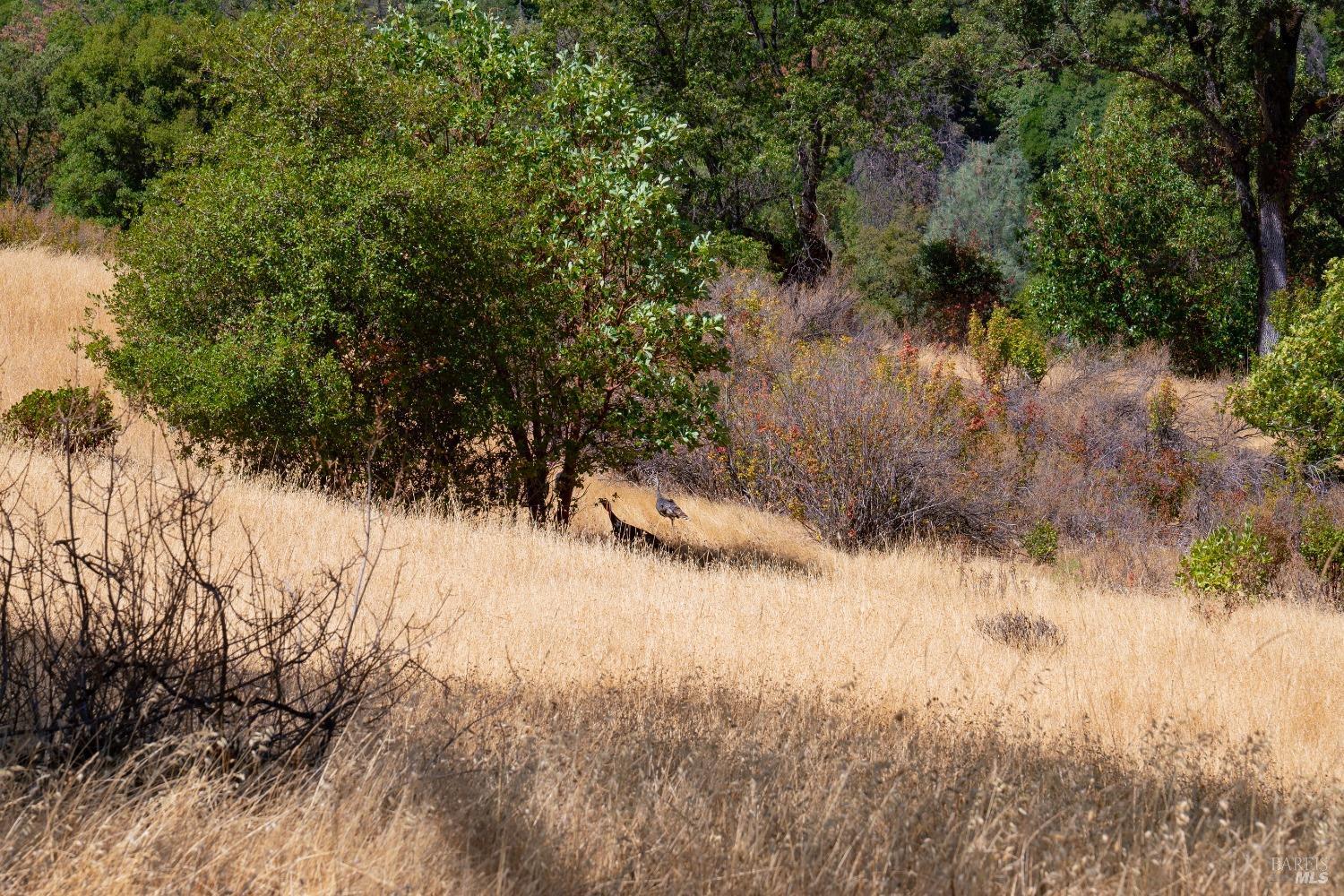58380 Ca-162 Covelo CA 95428