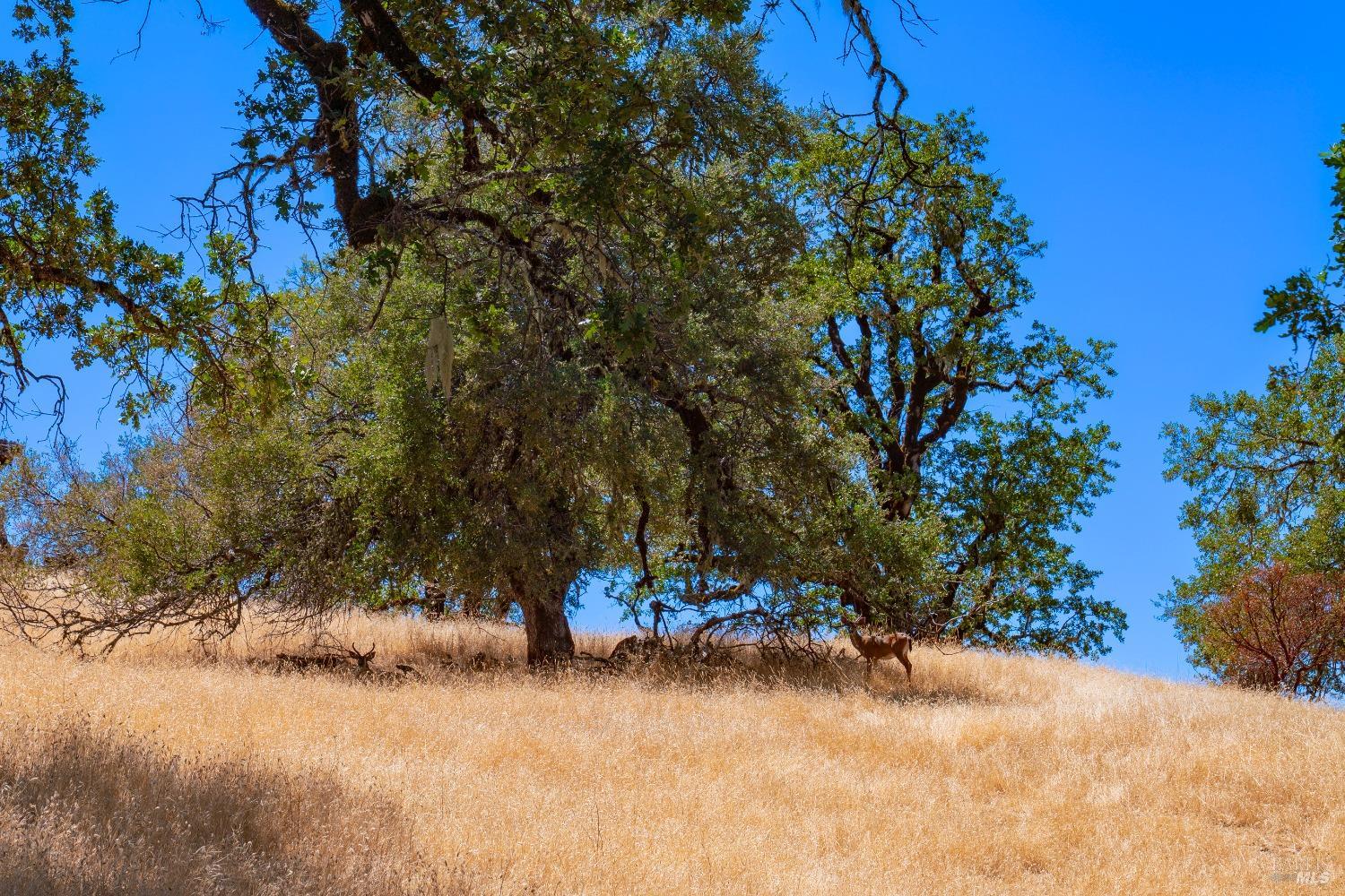 58380 Ca-162 Covelo CA 95428