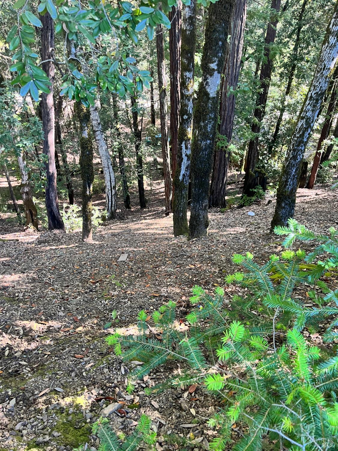 2185 Primrose Drive Willits CA 95490