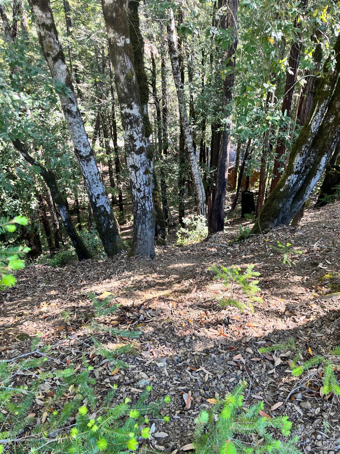 2185 Primrose Drive Willits CA 95490
