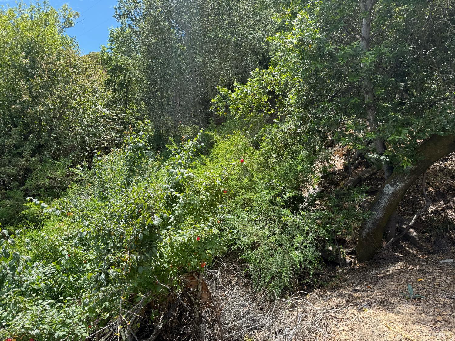 236 Tiburon Boulevard San Rafael CA 94901