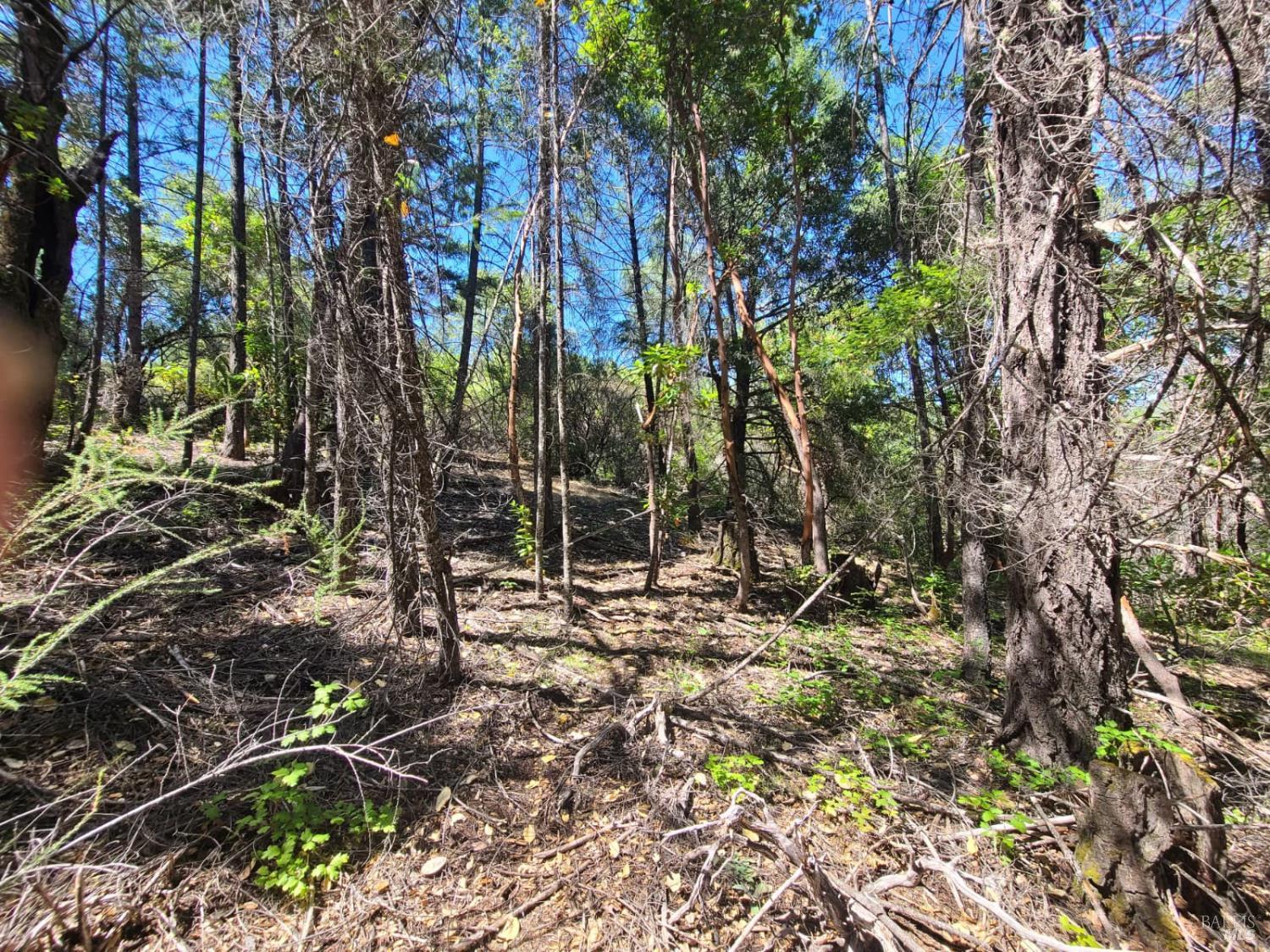 0 0 Pigeon Ridge Road Covelo CA 95428