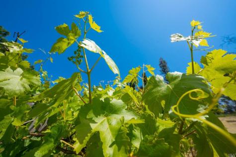 5159 Vista Grande Drive Santa Rosa CA 95403