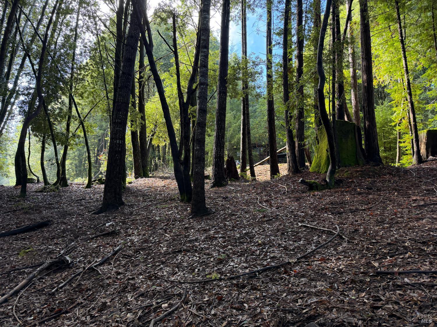 27089 Otter Court Willits CA 95490