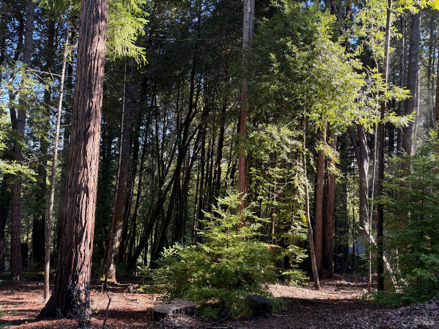27089 Otter Court Willits CA 95490