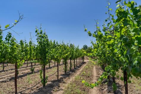 1580 Magnolia Drive Healdsburg CA 95448