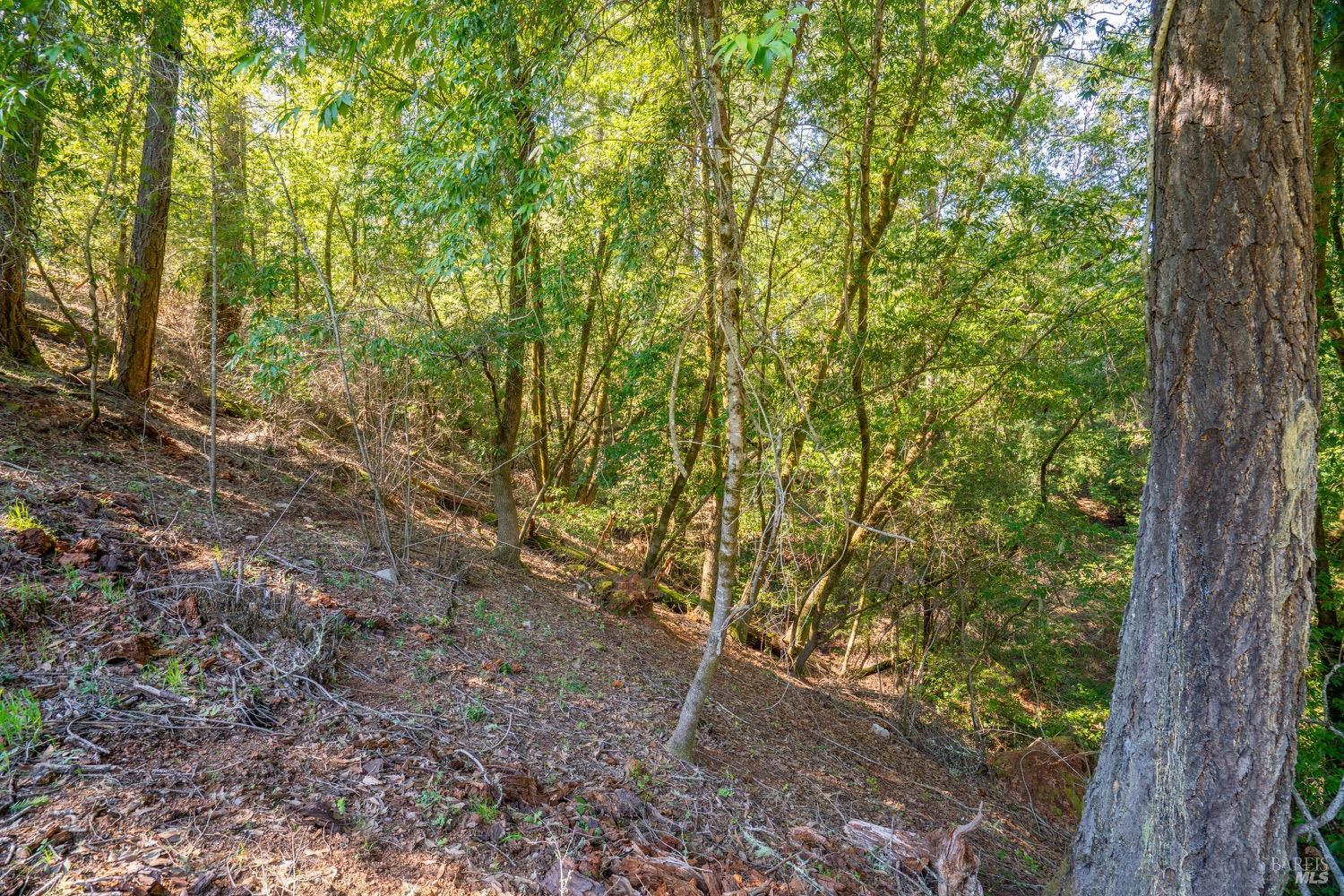 10608 Canyon Road Forestville CA 95436