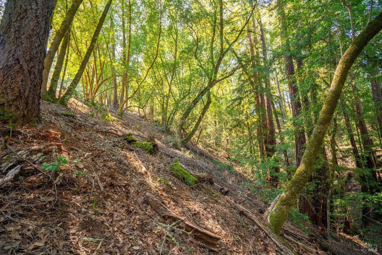 10608 Canyon Road Forestville CA 95436