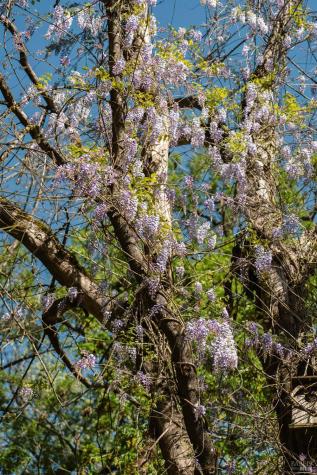 Forestville CA 95436