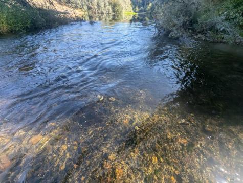 Forestville CA 95436