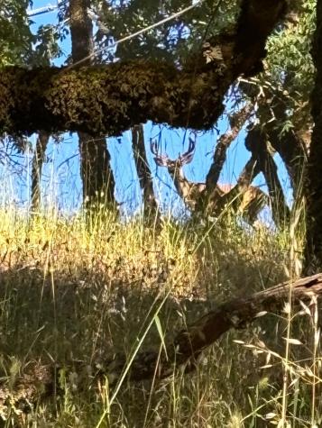 4901 Stewarts Point Skaggs Springs Road Geyserville CA 95441