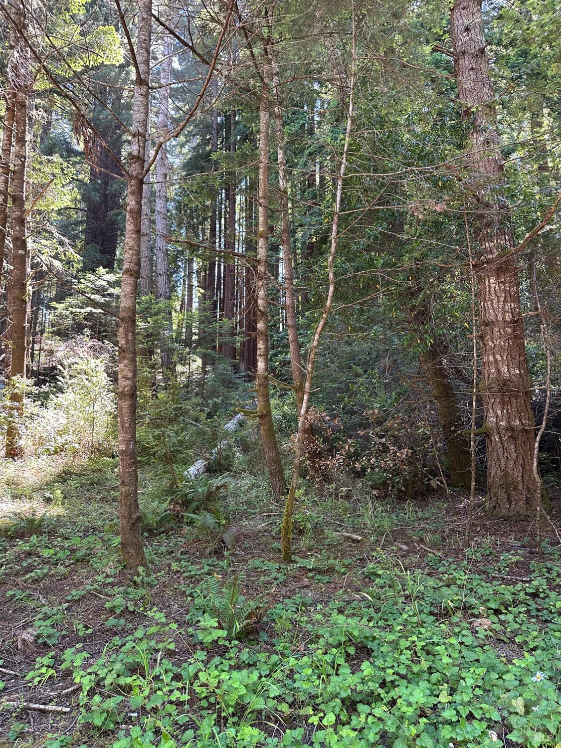 10181 Sorcerer Wood The Sea Ranch CA 95497