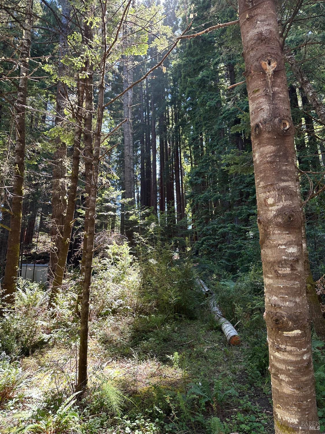 10181 Sorcerer Wood The Sea Ranch CA 95497