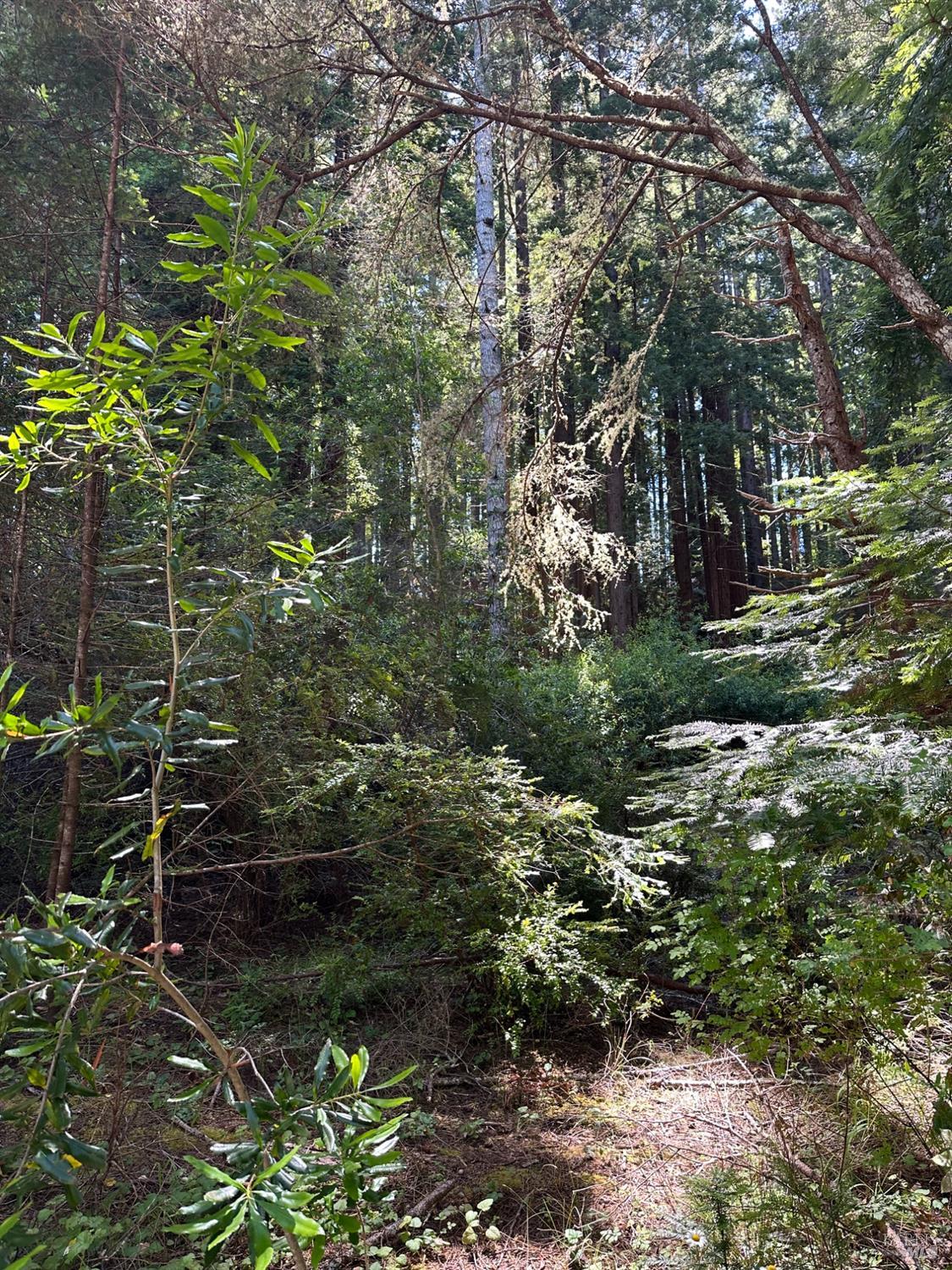 10181 Sorcerer Wood The Sea Ranch CA 95497