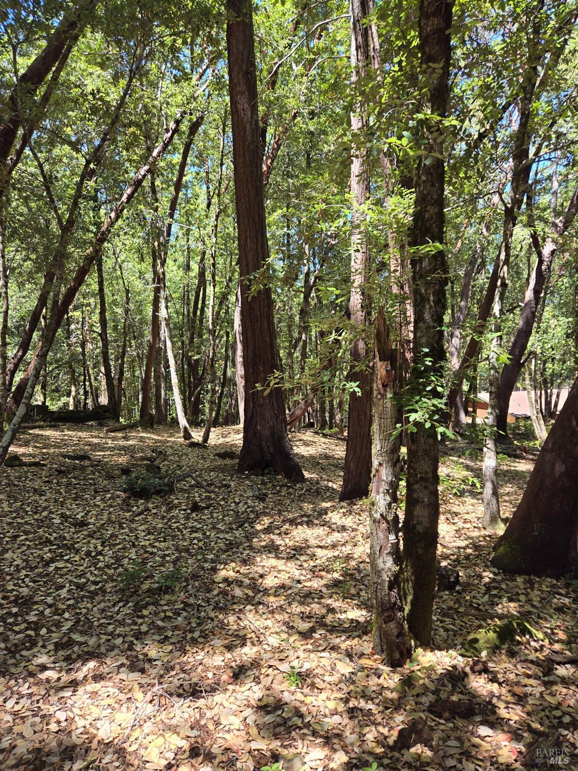 1694 Ponderosa Road Willits CA 95490