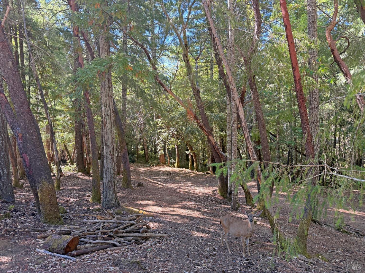 25023 Robin Circle Willits CA 95490