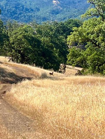 9007-9027 Stewarts Point Skaggs Springs Road Healdsburg CA 95448