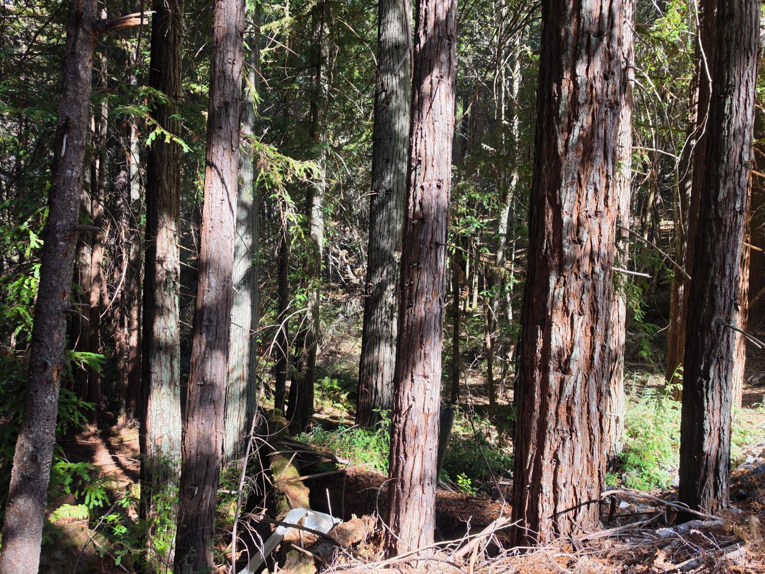 16100 Mariposa Creek Road Willits CA 95490