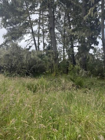 241 Alder Road Bolinas CA 94924