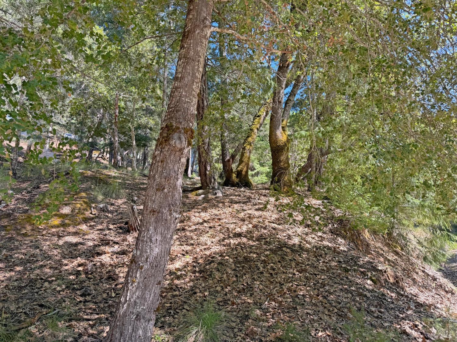 25940 Poppy Place Willits CA 95490