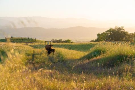 21350 River Road Geyserville CA 95441