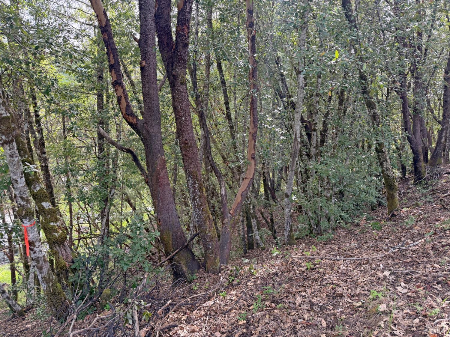 25380 Sherwood Road Willits CA 95490