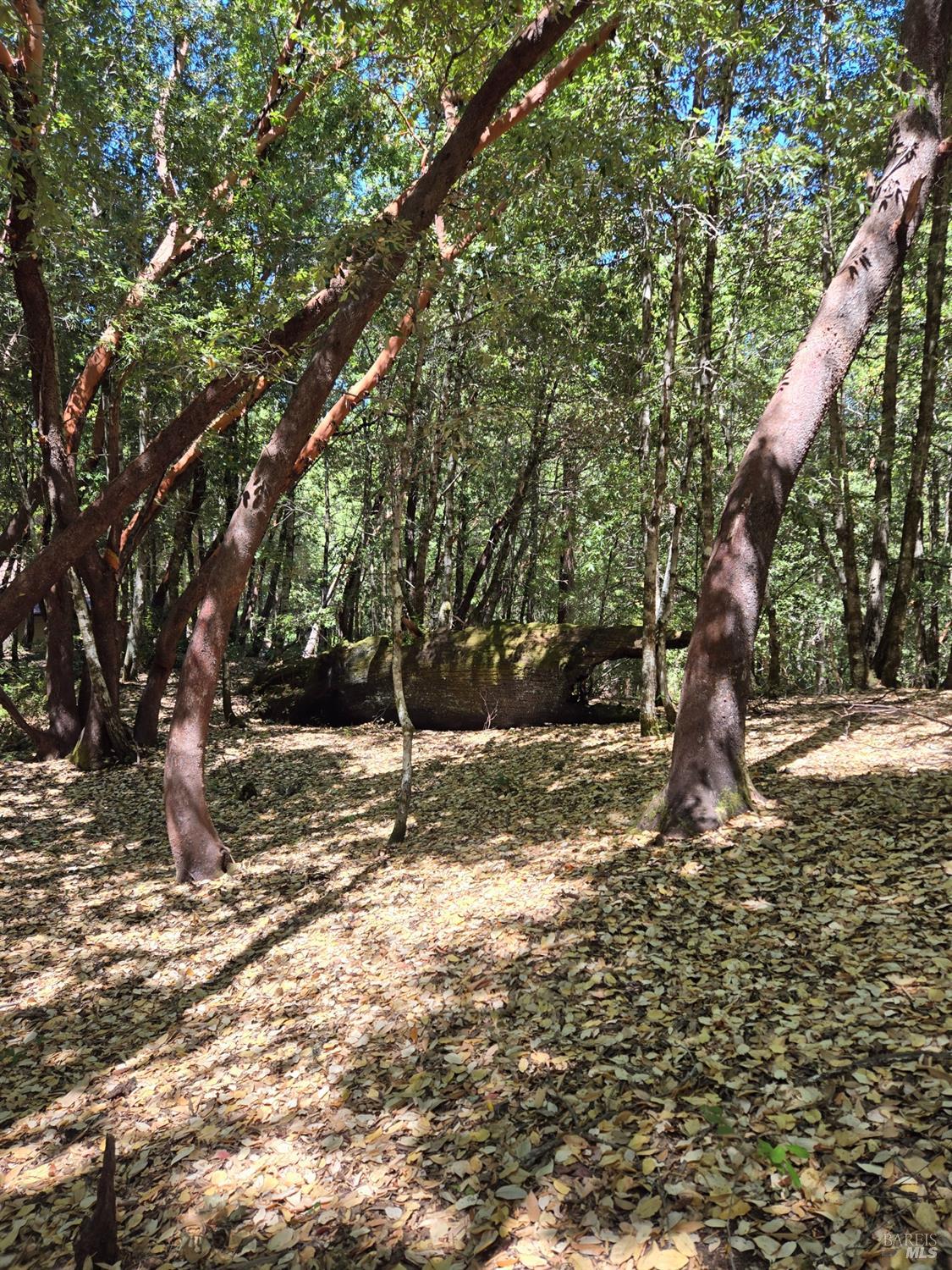 1686 Ponderosa Road Willits CA 95490