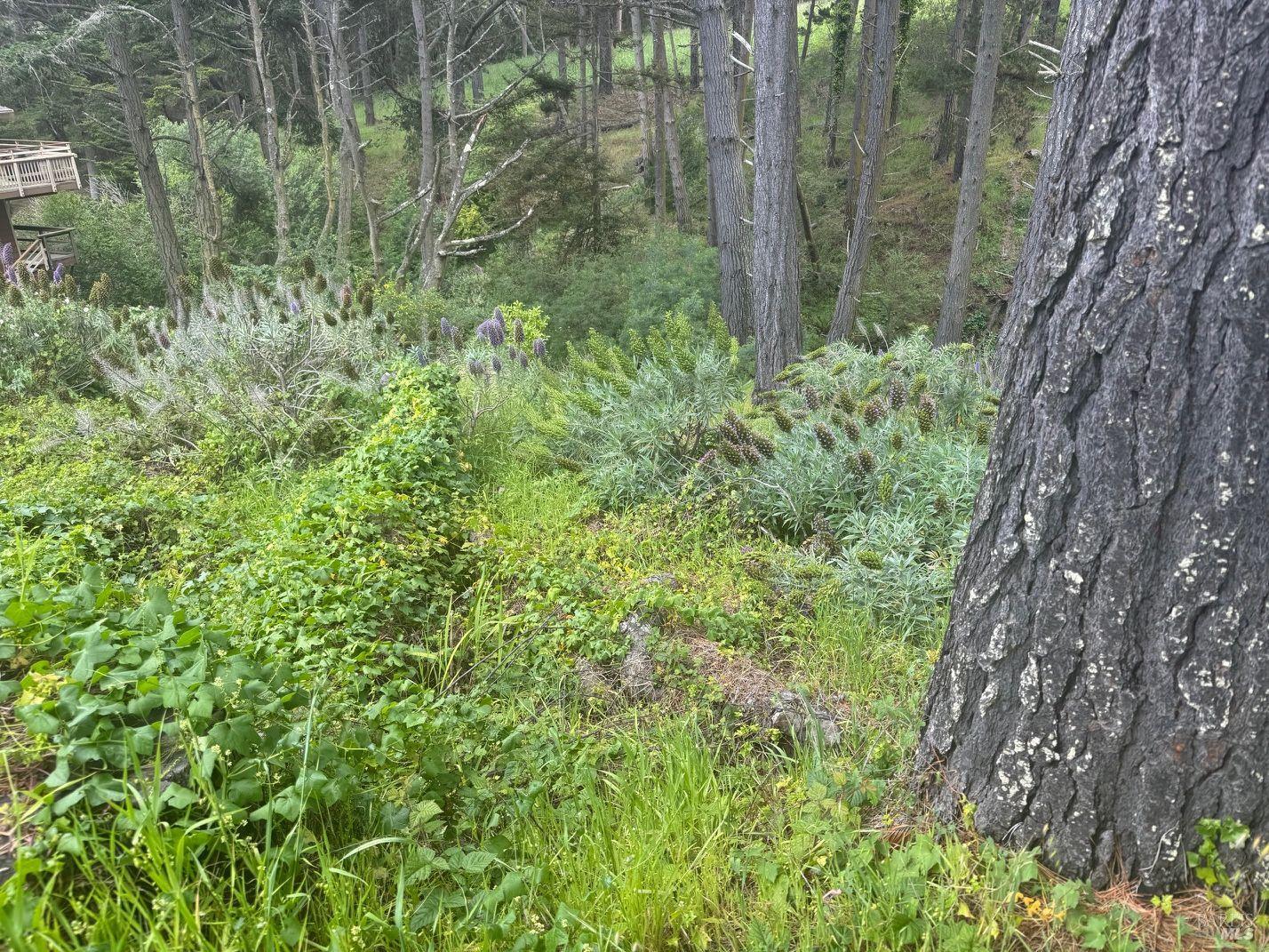 389 Ocean Parkway Bolinas CA 94924
