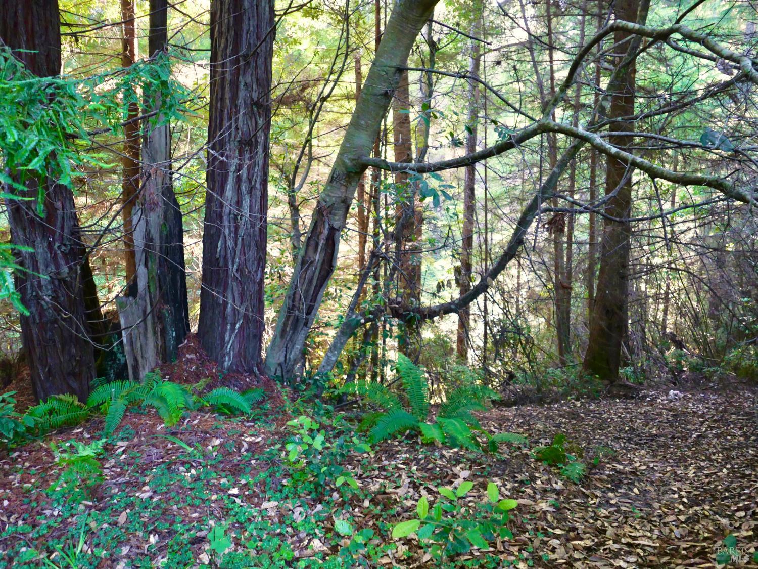 19130 Dorffi Road Fort Bragg CA 95437