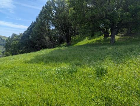 1163 Meadowsweet Drive Corte Madera CA 94925