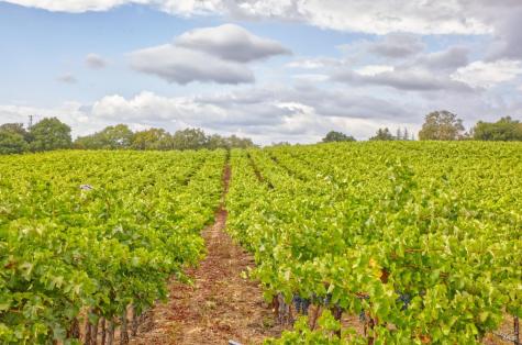 15881 Highway 12 Sonoma CA 95476