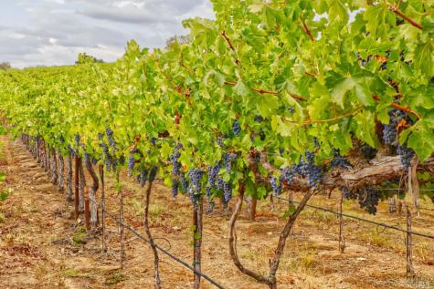 15881 Highway 12 Sonoma CA 95476