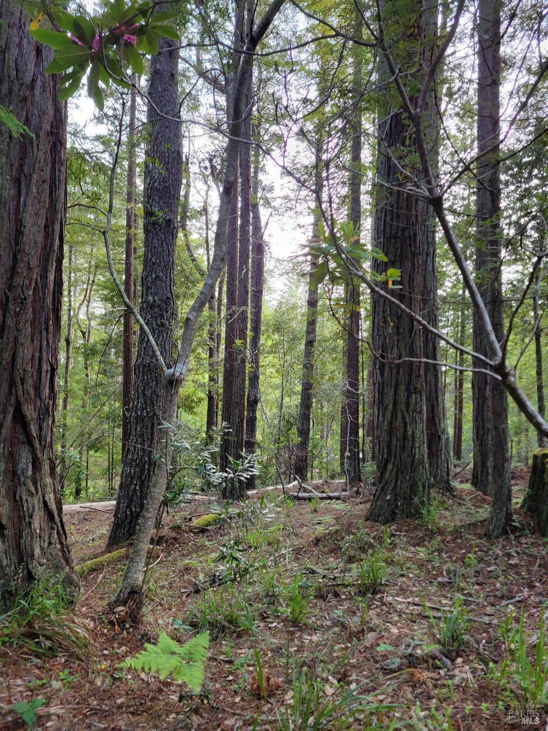 35136 Timber Ridge Road The Sea Ranch CA 95497