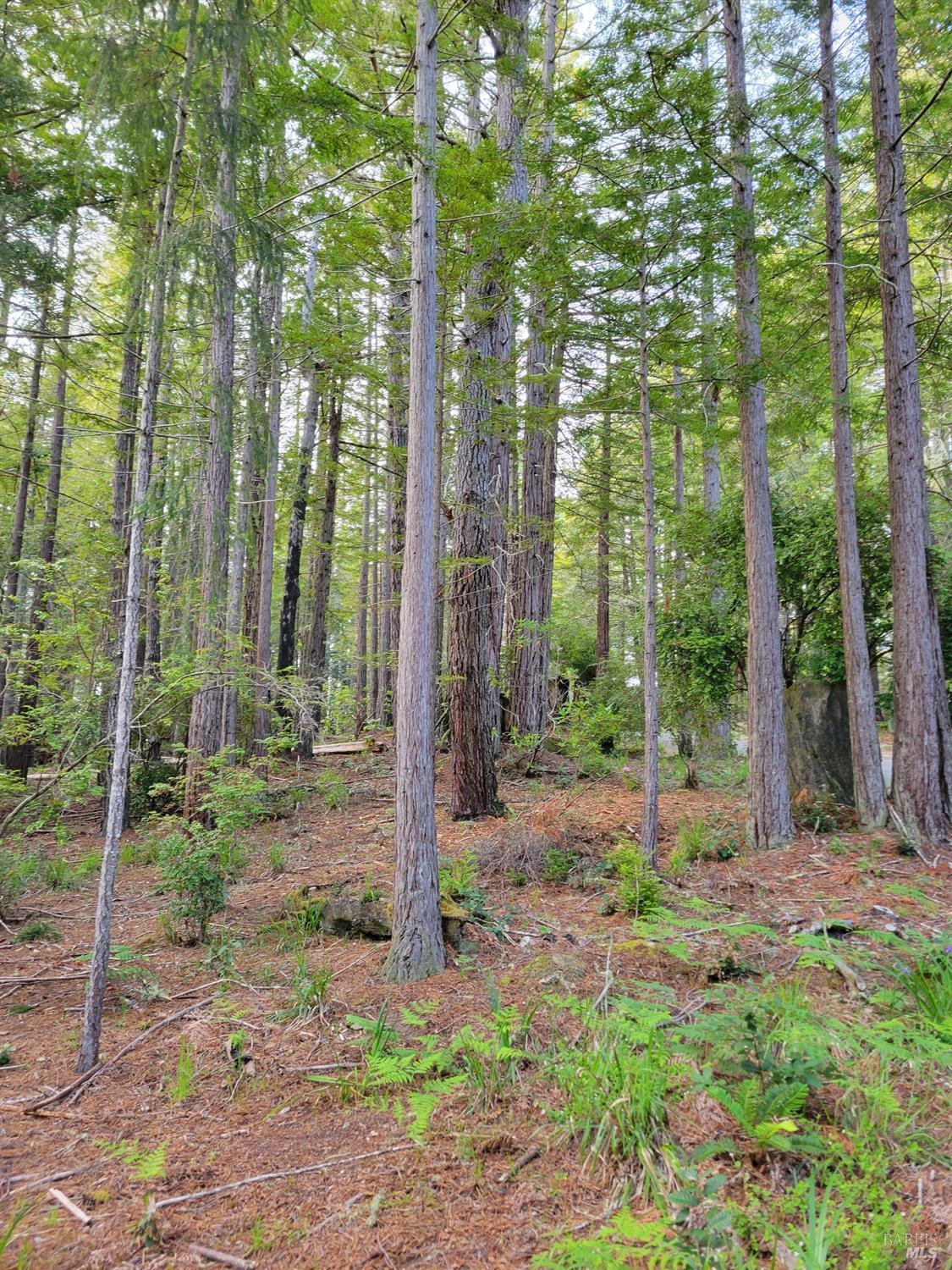 35136 Timber Ridge Road The Sea Ranch CA 95497