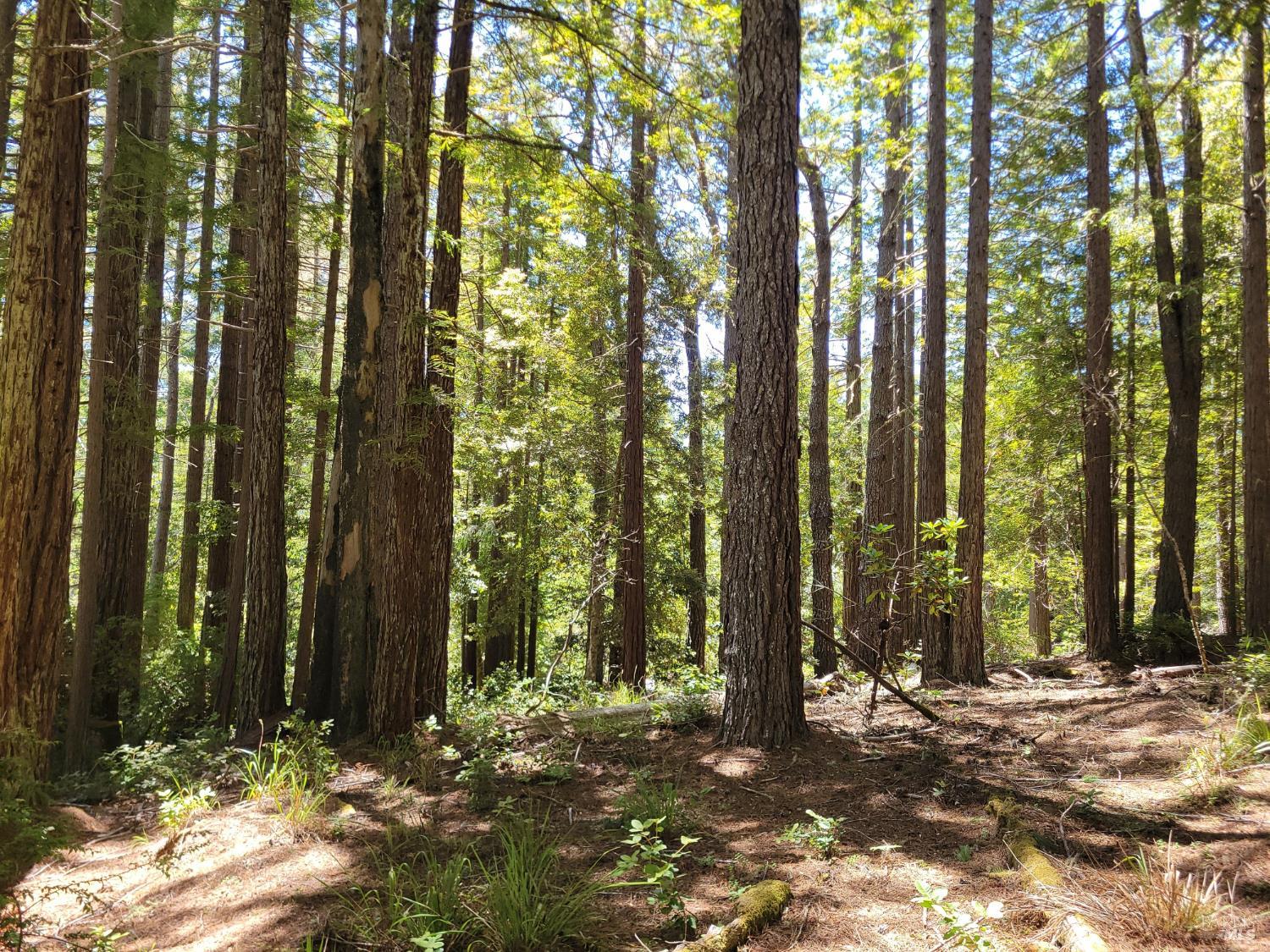 35136 Timber Ridge Road The Sea Ranch CA 95497
