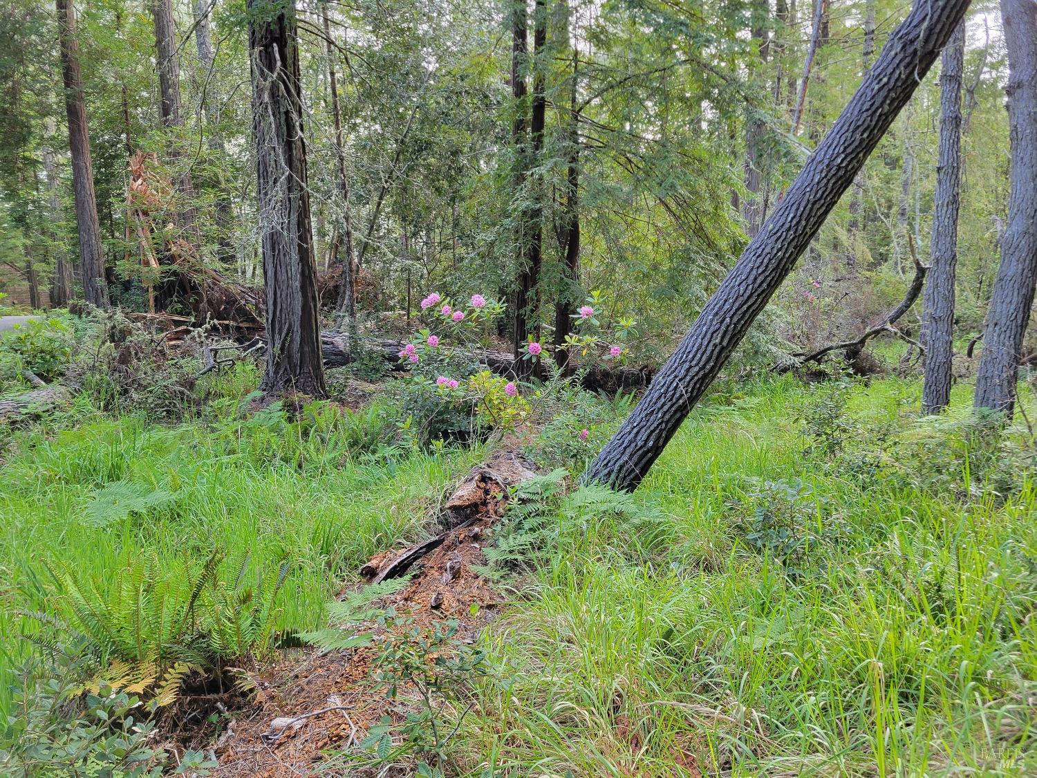 35136 Timber Ridge Road The Sea Ranch CA 95497