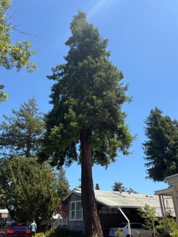 237 Petaluma Way Petaluma CA 94954