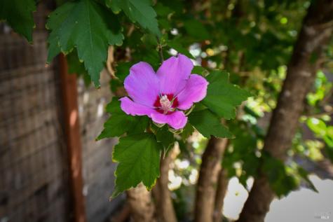 541 Mason Street Healdsburg CA 95448