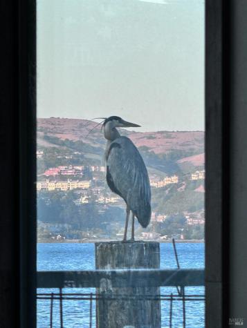 68 Issaquah Dock Sausalito CA 94965