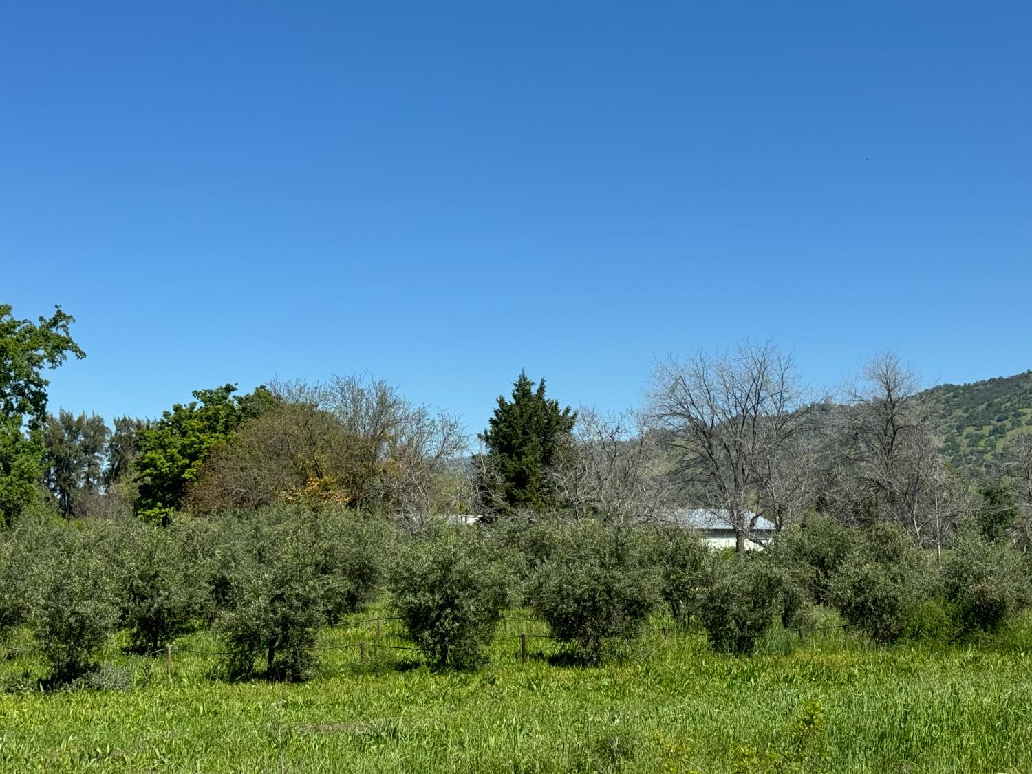 17058 Road 57 Guinda CA 95637