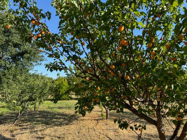 17058 Road 57 Guinda CA 95637