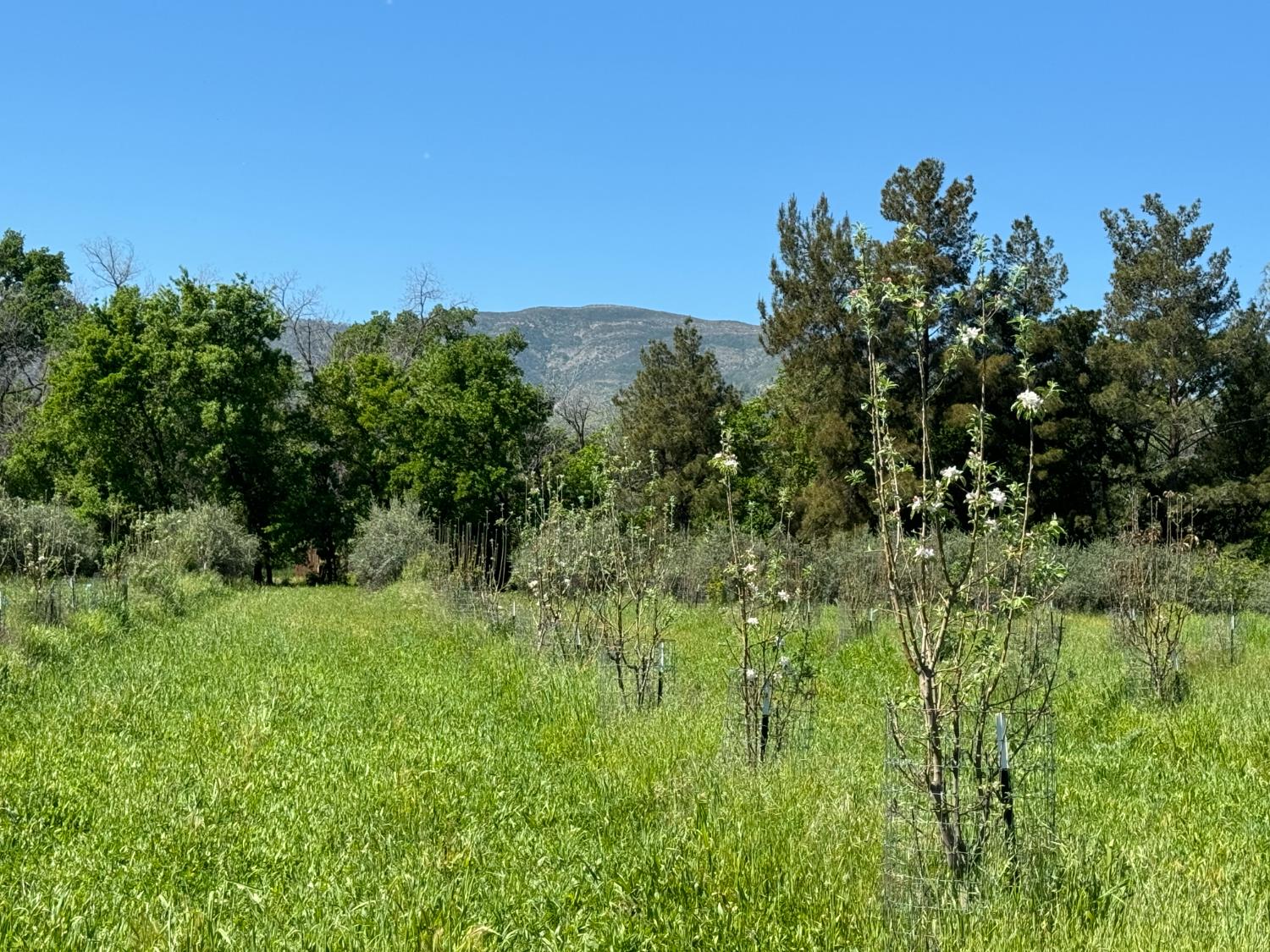17058 Road 57 Guinda CA 95637