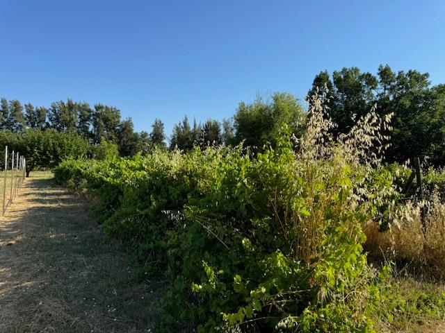 17058 Road 57 Guinda CA 95637