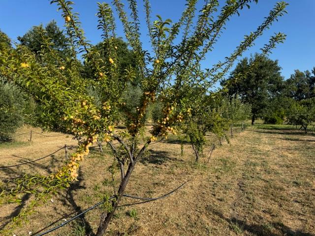 17058 Road 57 Guinda CA 95637