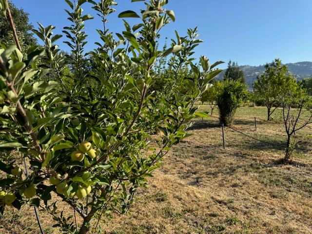 17058 Road 57 Guinda CA 95637