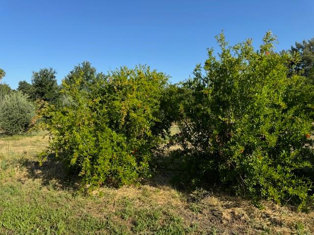 17058 Road 57 Guinda CA 95637