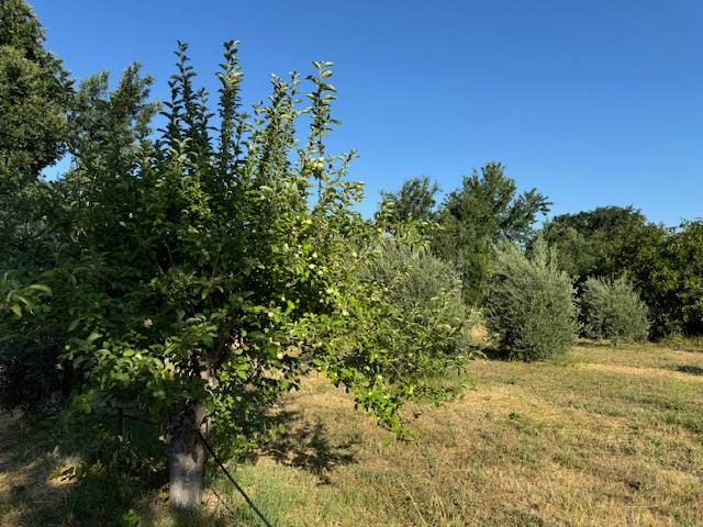 17058 Road 57 Guinda CA 95637